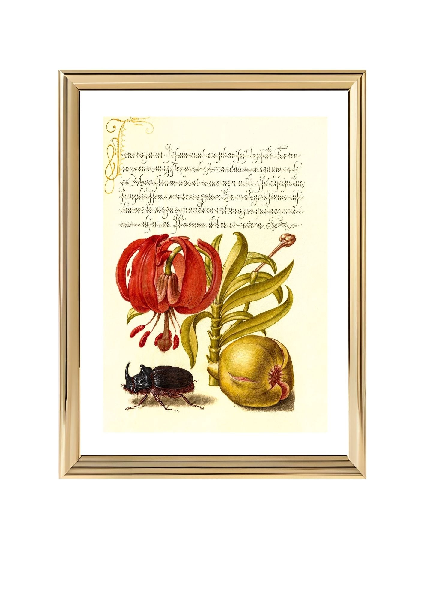 Scarlet Turk’s Cap, Rhinoceros Beetle, and Pomegranate