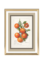 Oranges Calamondrian