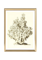 Oculina virginea