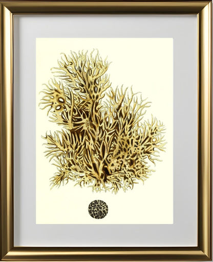 Spongia damicornis