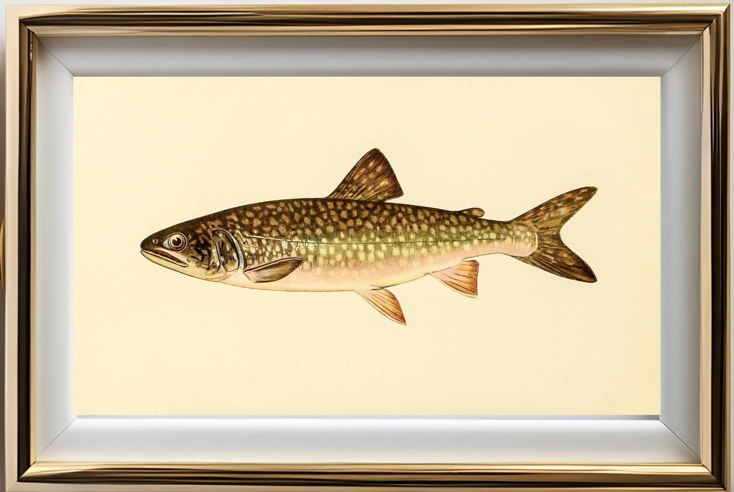 The Great Lake Trout (Adult Male) Christivomer-Namaycush