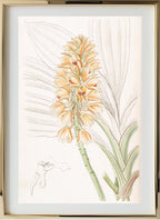 Yellow-spiked Calanthe