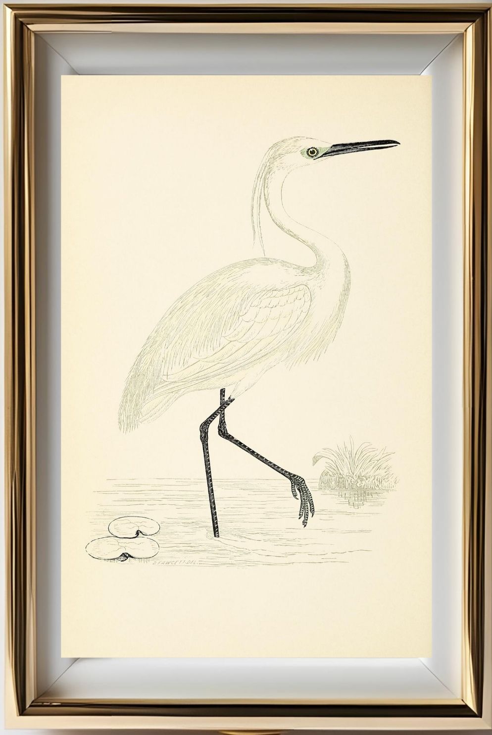 Little Egret
