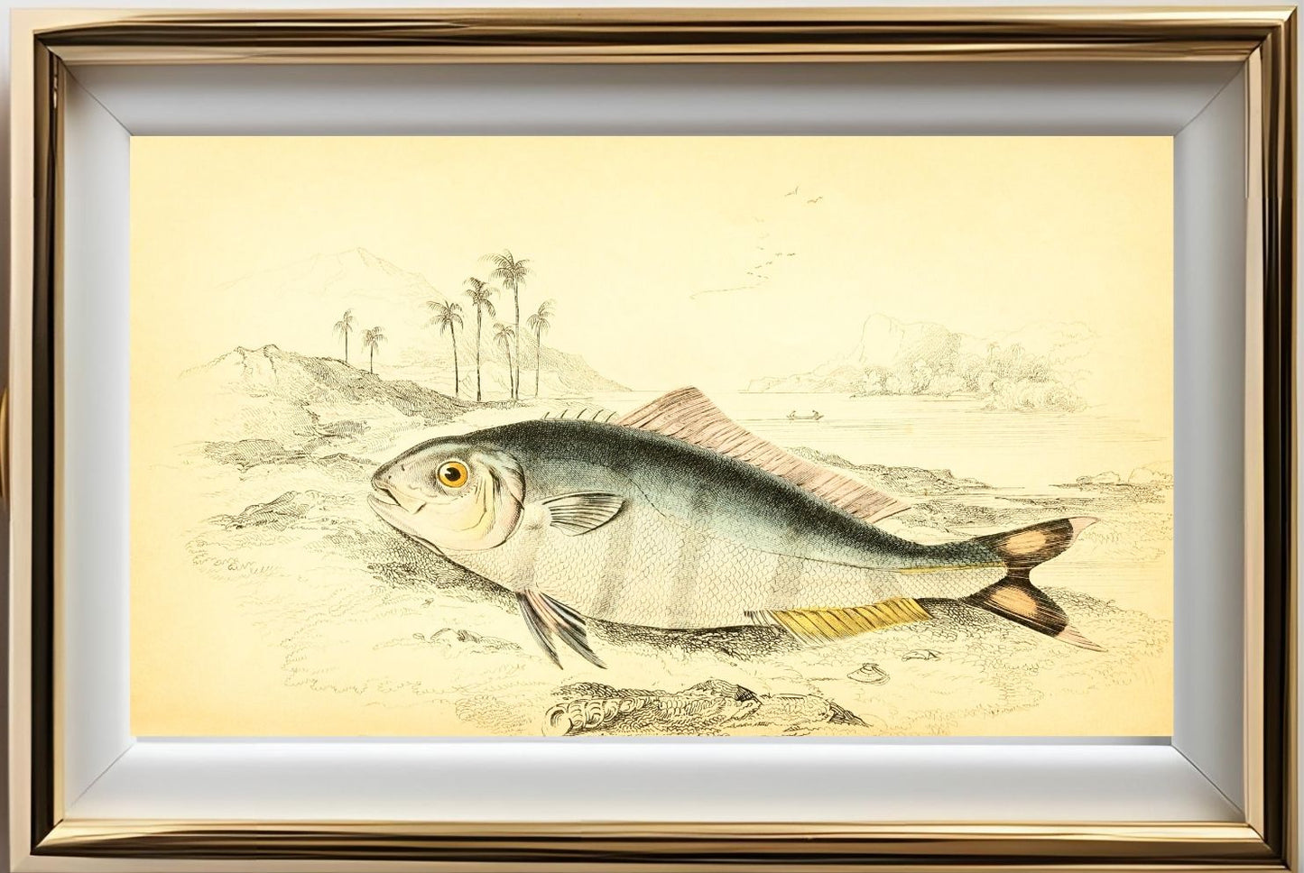 Indian Pilot-Fish
