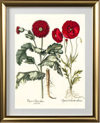 Double-flowered red garden poppy, Corn poppy