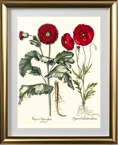 Double-flowered red garden poppy, Corn poppy