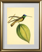 Sapphire-Crowned Hummingbird