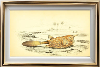 Horned Ostracion