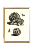 Meandrina daedalea; Meandrina labyrinthica