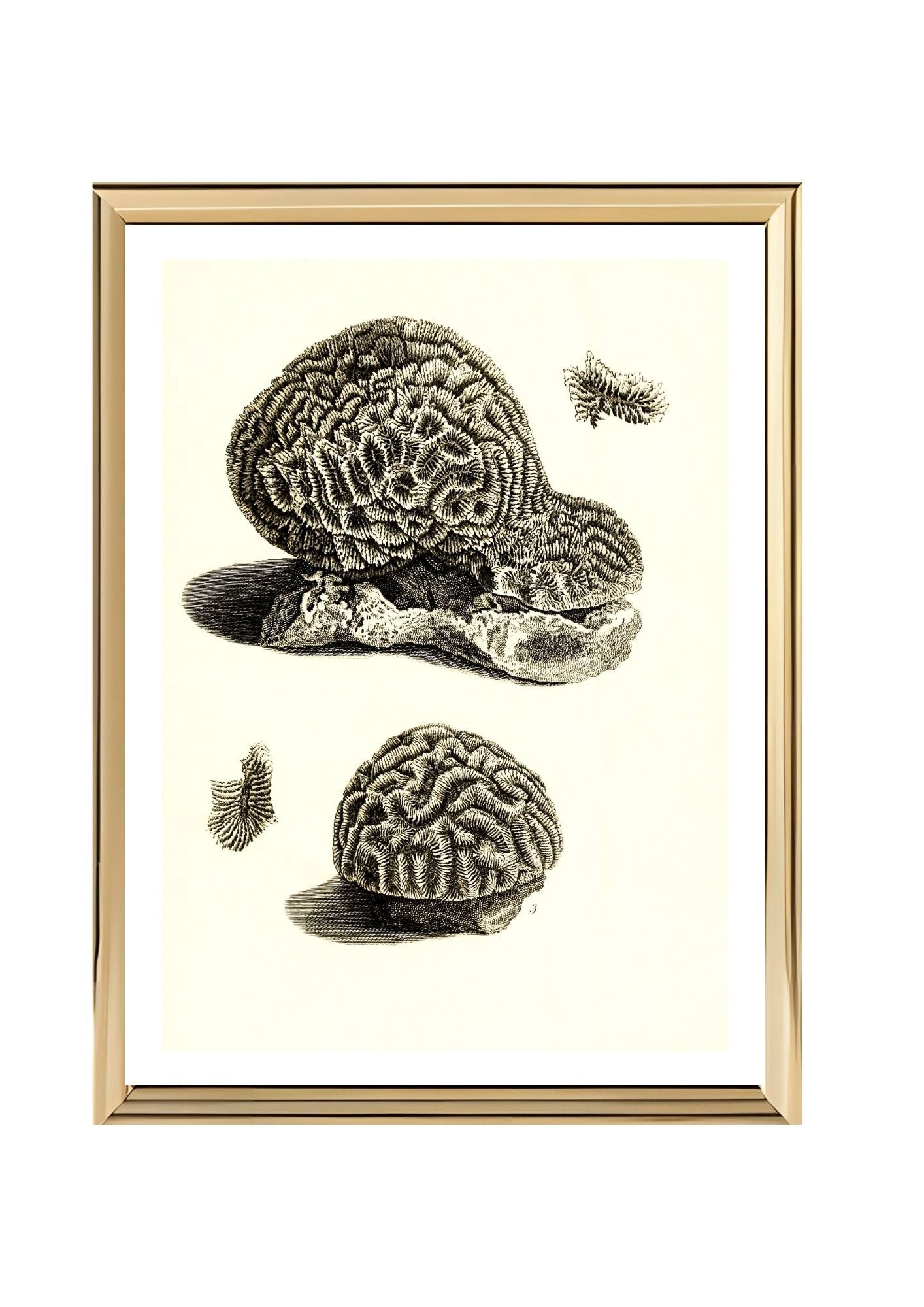 Meandrina daedalea; Meandrina labyrinthica
