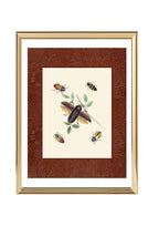 Beetles 3