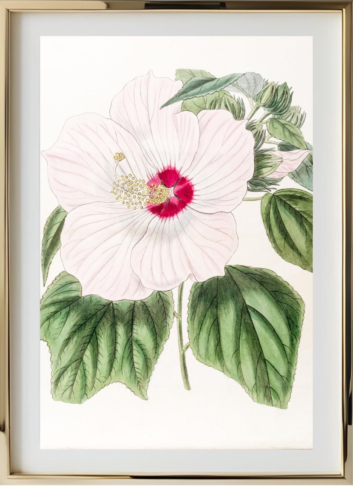 Musk Hibiscus