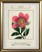 Paeony