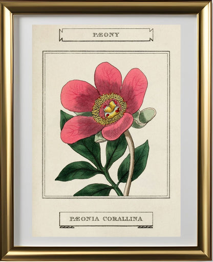 Paeony