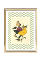 Papilio Pyranthe and Papilio Philea