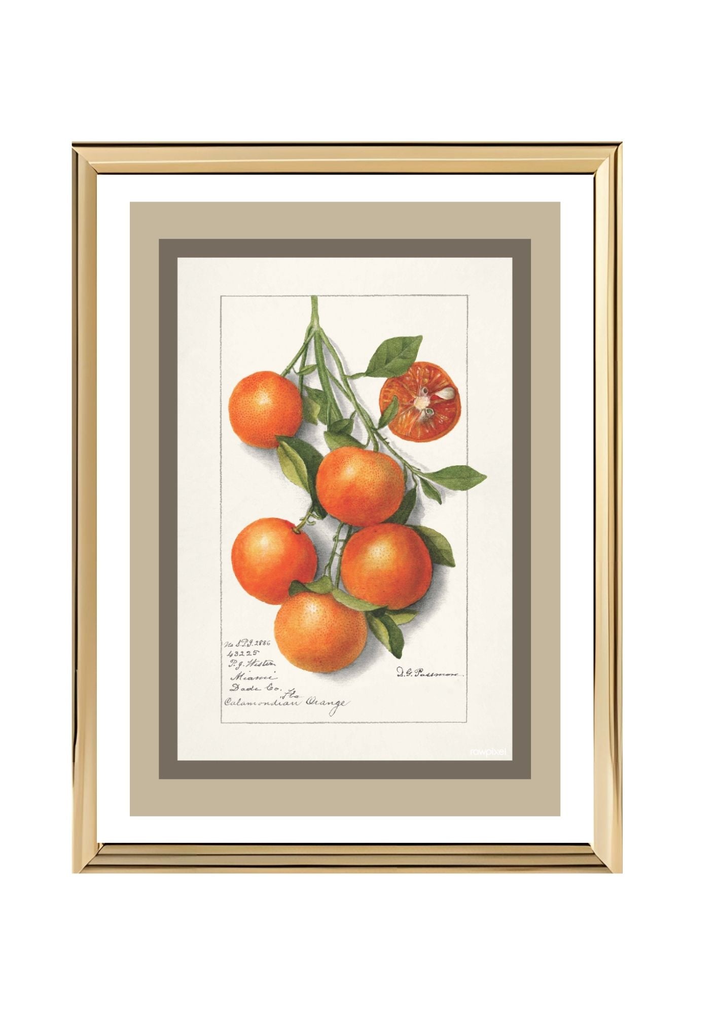 Oranges Calamondrian