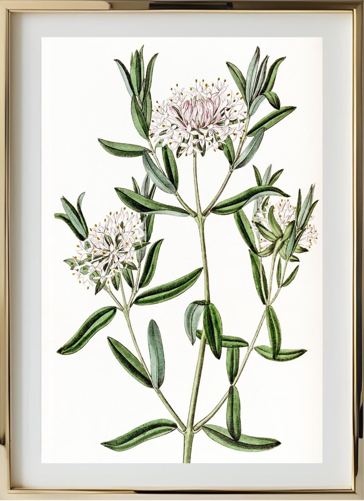 Forest Pimelea