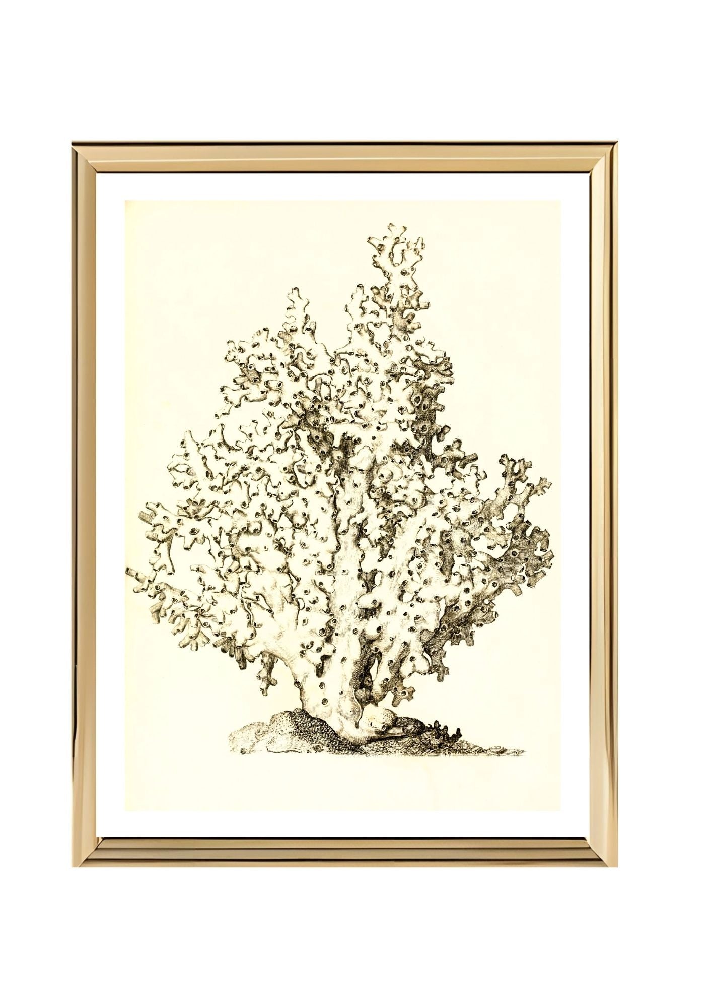 Oculina virginea