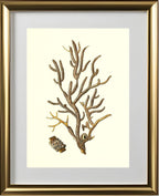 Gorgonia placomus 4