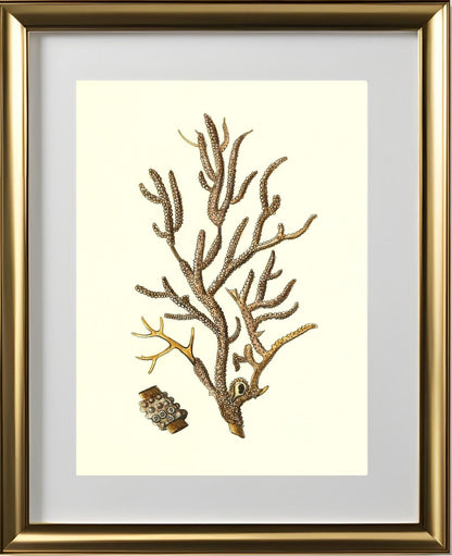 Gorgonia placomus 4