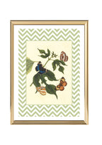 Papilio Erymanthis and Papilio Orythia