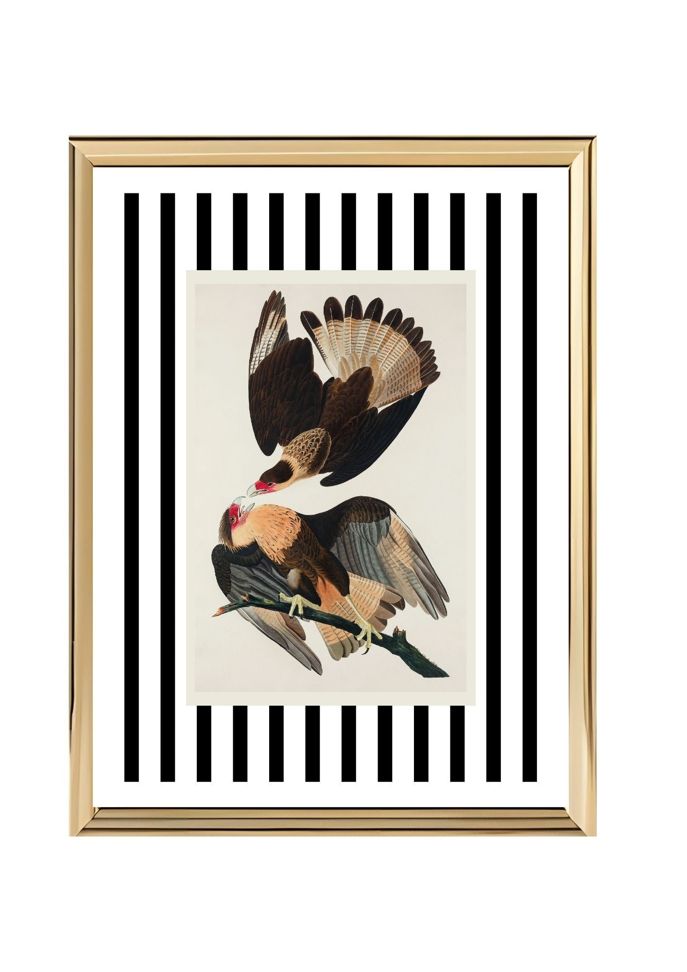 Brasilian Caracara