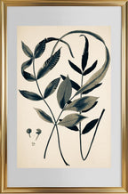 Acrostichum Flagelliferum