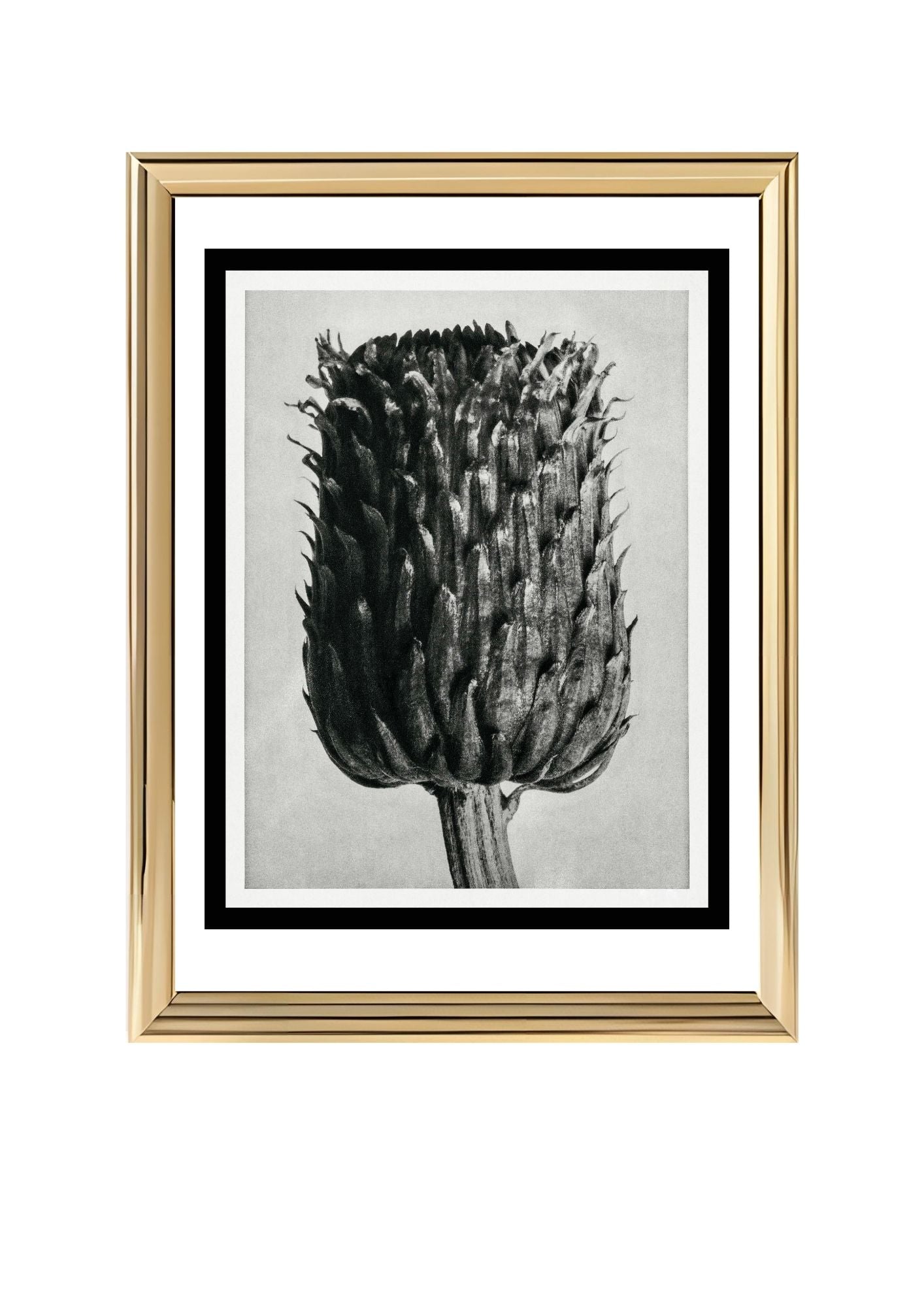 Cirsium Canum (Thistle) Flower Head