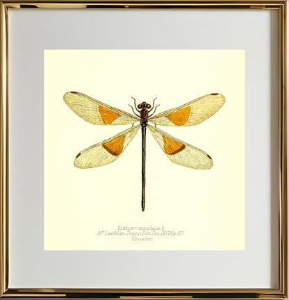 Euthore Mirabilis (female)