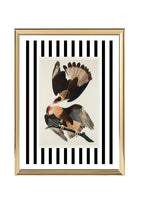 Brasilian Caracara