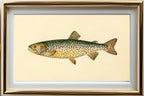 The Tahoe Trout (Adult Male) Salmo-Henshawi