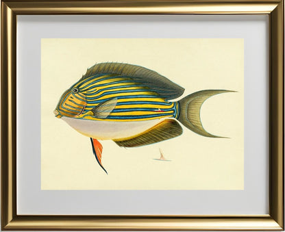 Acanthurus Vitatus