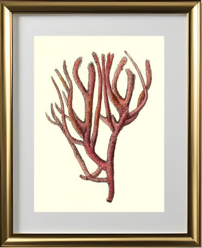 Spongia rubicunda