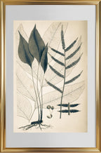 Polybotrya Cervina