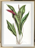 Slender Anthurium
