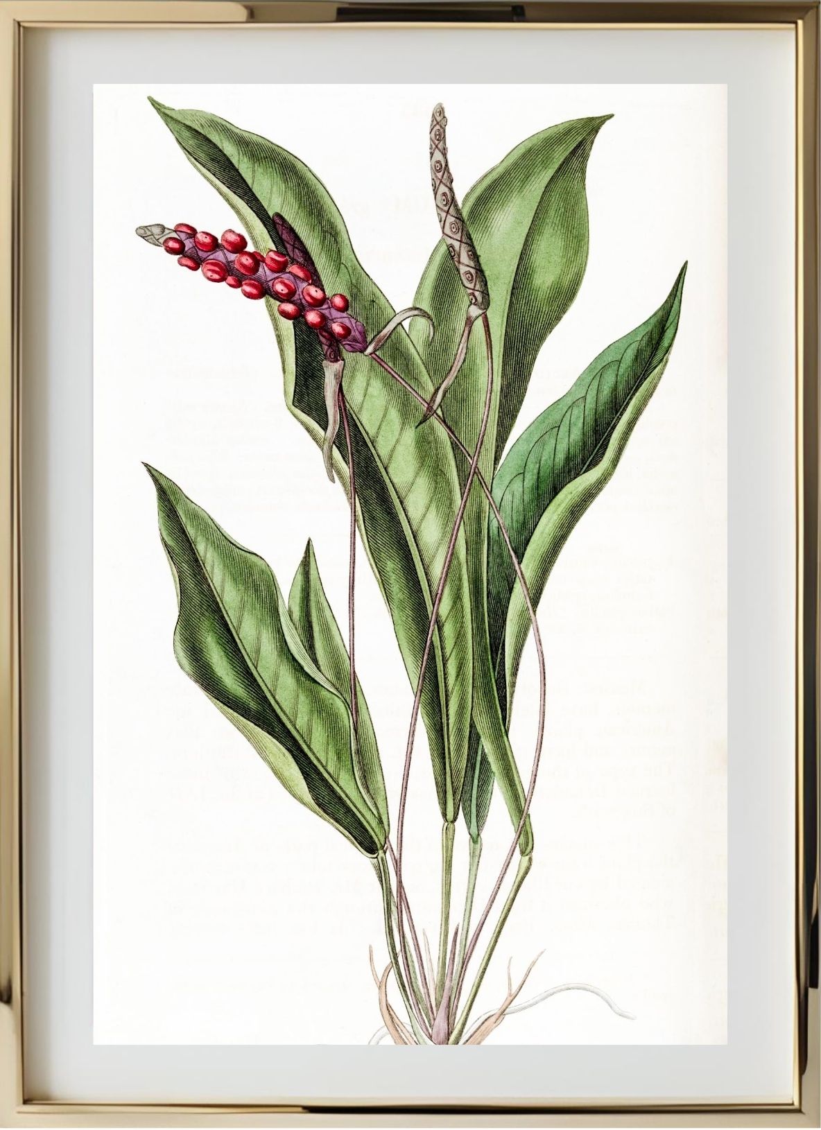 Slender Anthurium