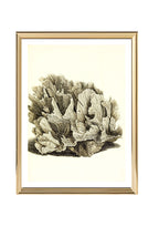 Pavonia lactuca