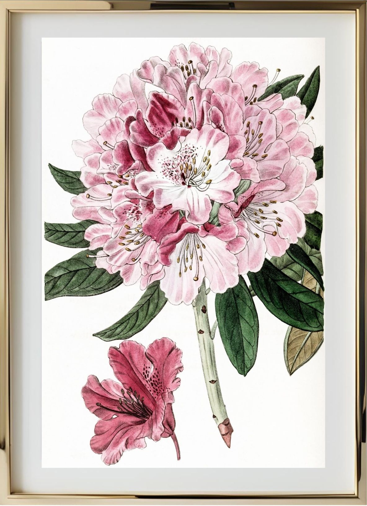 Rhododendron