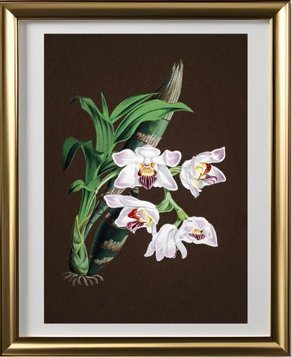 Chysis Aurea Var Lemminghei