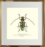 Peribasis Princeps