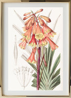 Rough-edged Blandfordia