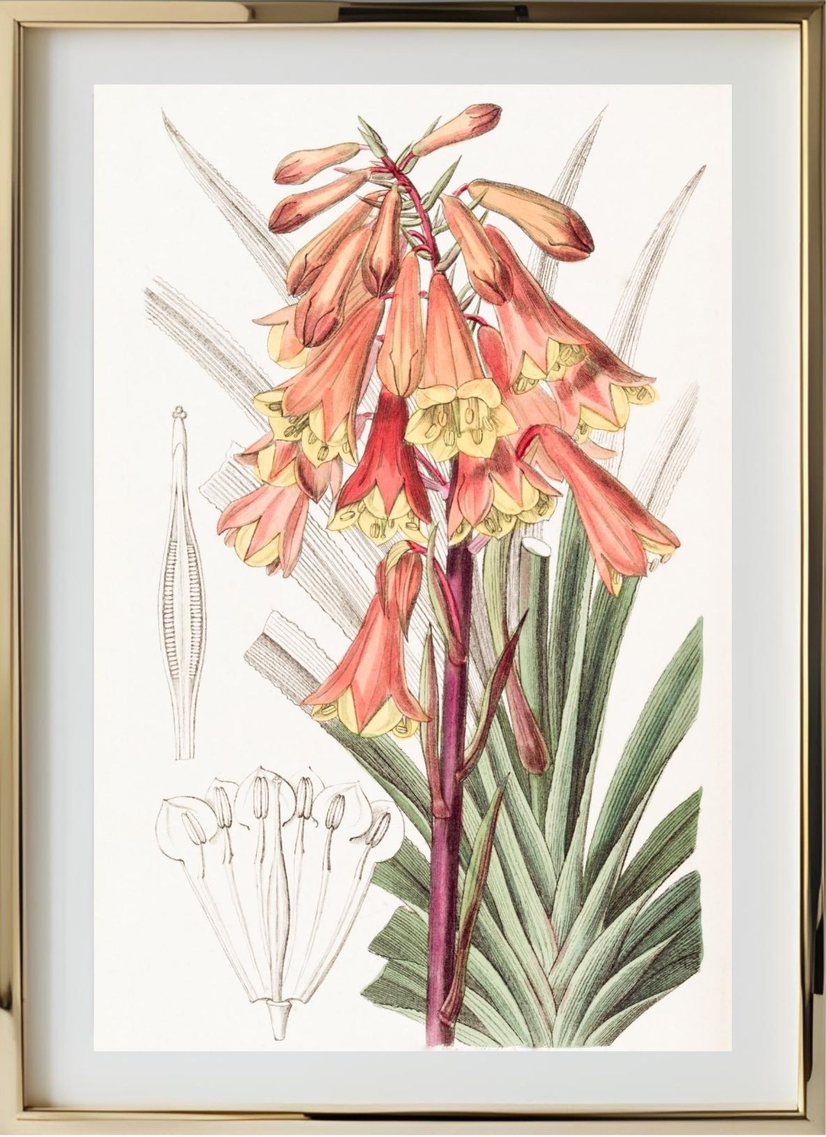 Rough-edged Blandfordia