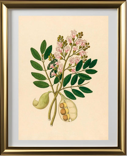 Schotia Nov. Sp (Schotia Latifolia)