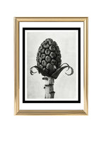 Petasites Officinalis (Butterbur)