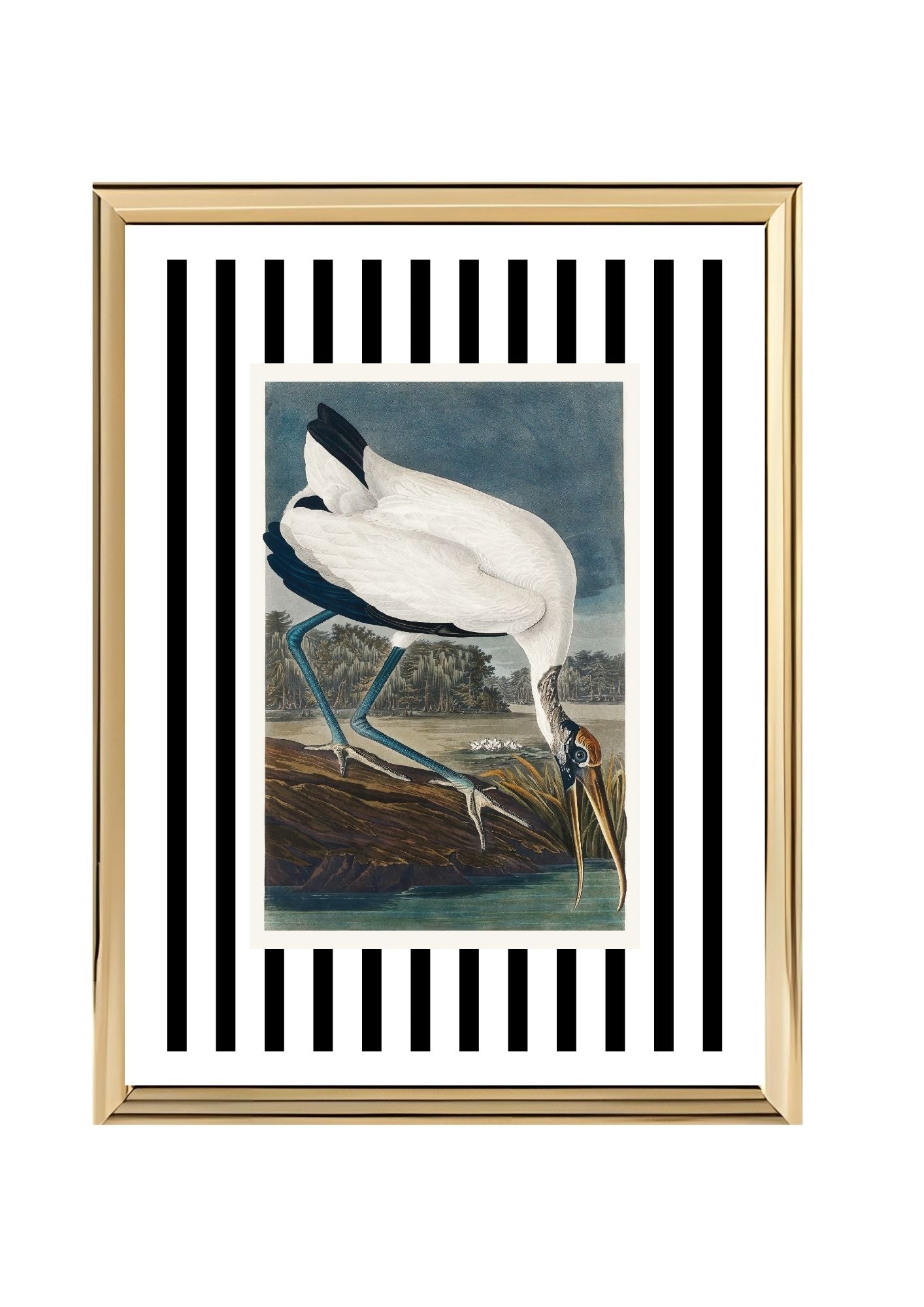 Wood Ibis