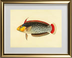 Labrus Formosus