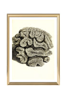 Caryophyllia sinuosa