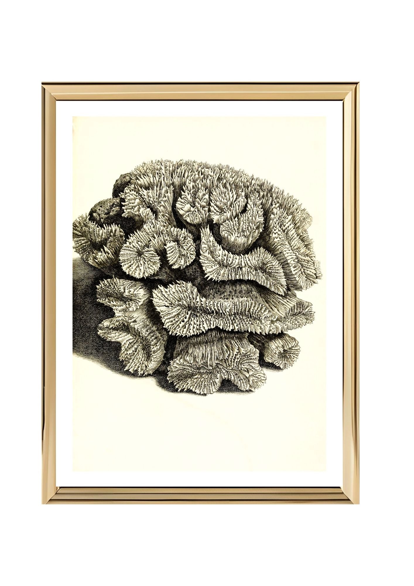 Caryophyllia sinuosa