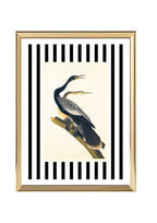 Black Bellied Darter