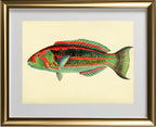 Scarus Georgii